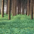 Говоровский лес