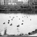 Солнцевский пруд, Боровское шоссе