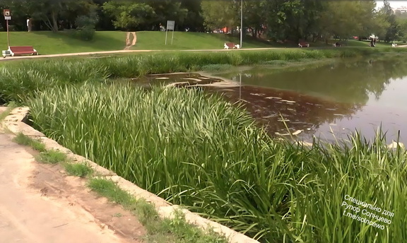 Большой Сорлнцевский пруд с живыми зелеными берегами и чистой водой